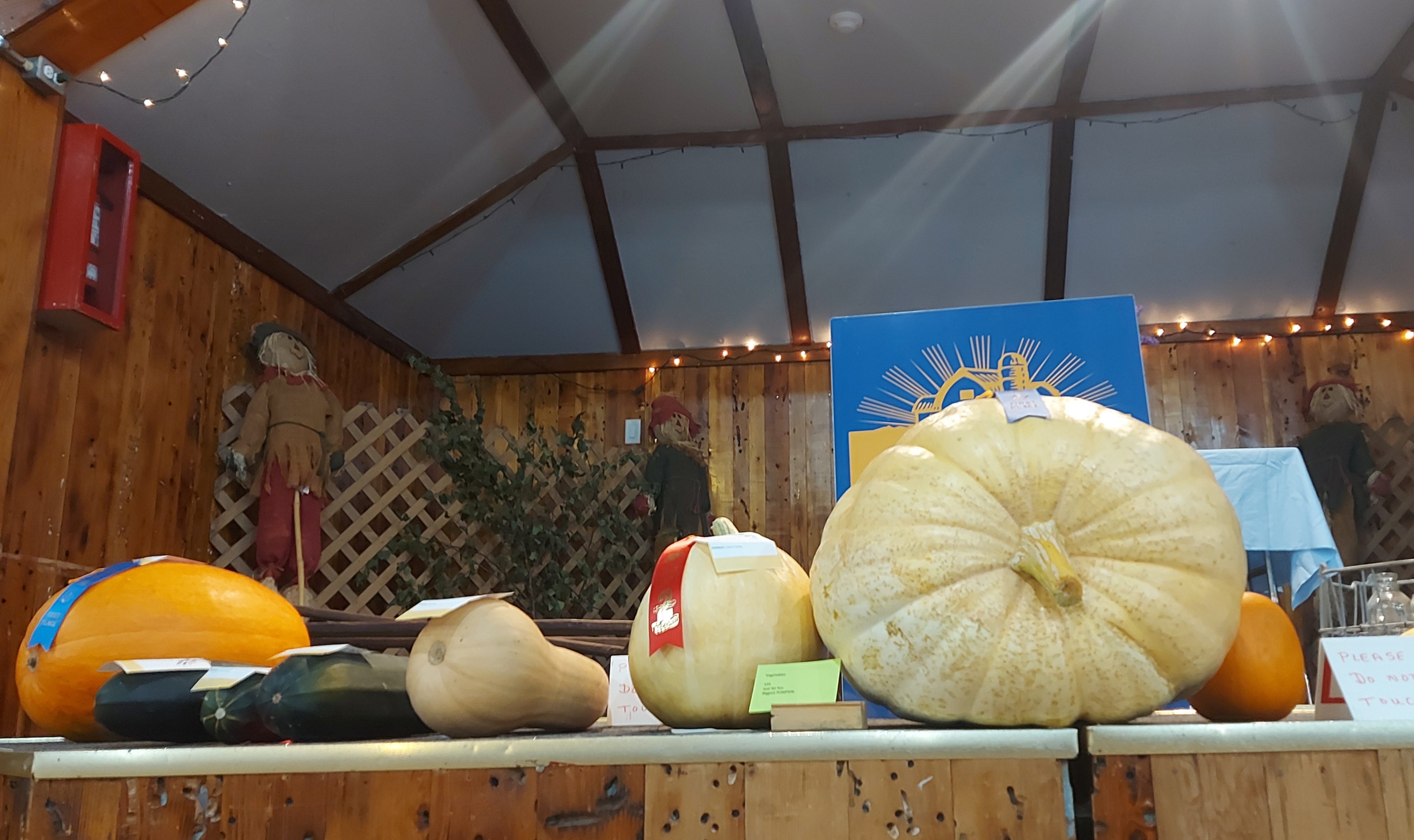 Prize pumkins and squash from 2022 fair displayed on stage